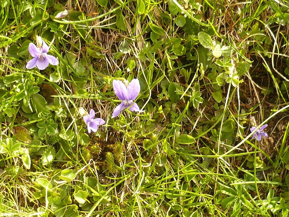 Viola suavis (Violaceae)